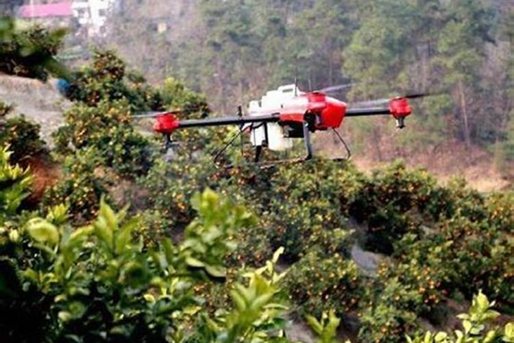 露天西红柿多大时开始追膨果肥