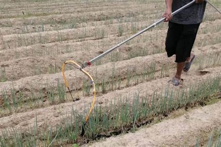 柠檬苗移栽后能用枯草芽孢杆菌与矿源黄腐酸钾淋根吗