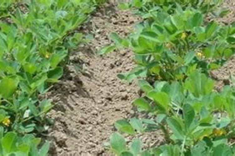 花生施肥最佳时间