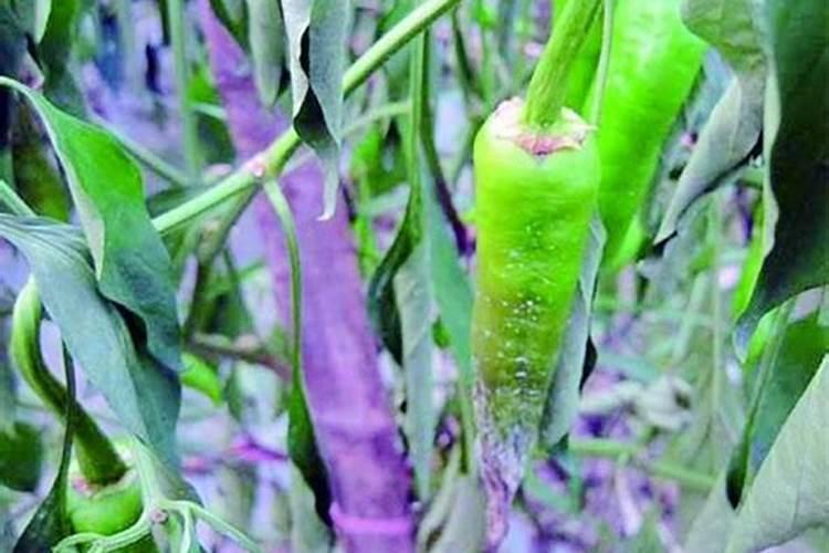 秋后,已经成熟通红的辣椒是否还可以施肥？