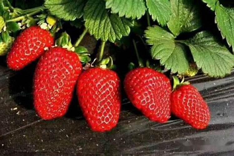 柑橘结果期上什么肥料产量高？柑橘膨果期专用肥是什么肥料？