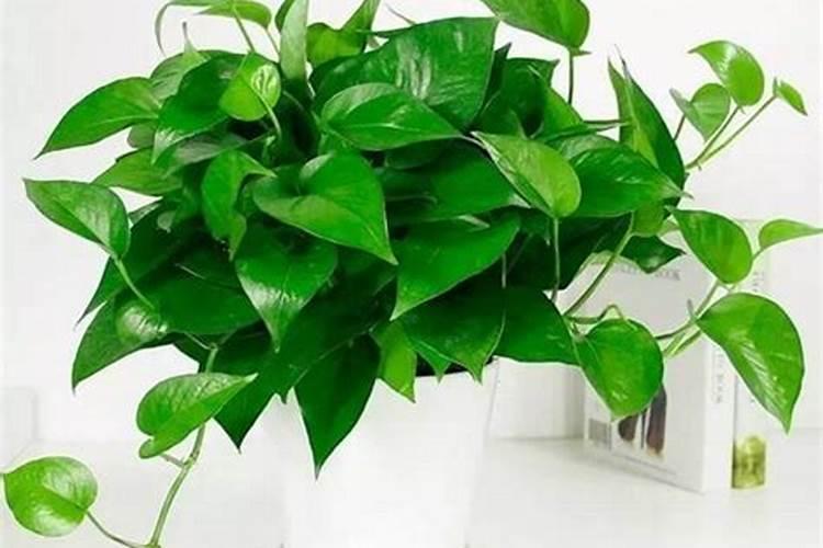 甲壳素水溶肥的功效与作用