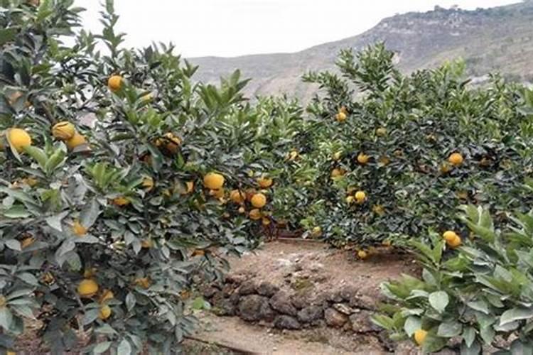 江苏有哪些食材特产