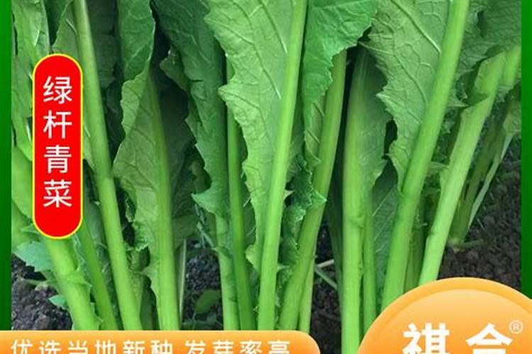 叶菜类蔬菜用什么肥料比较好