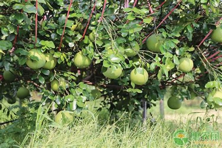 绿萝肥料有哪些