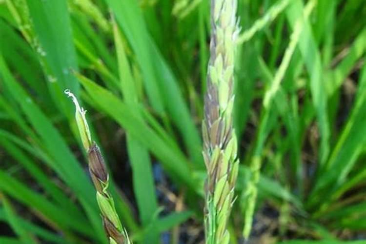 芋头怎样施肥长得快