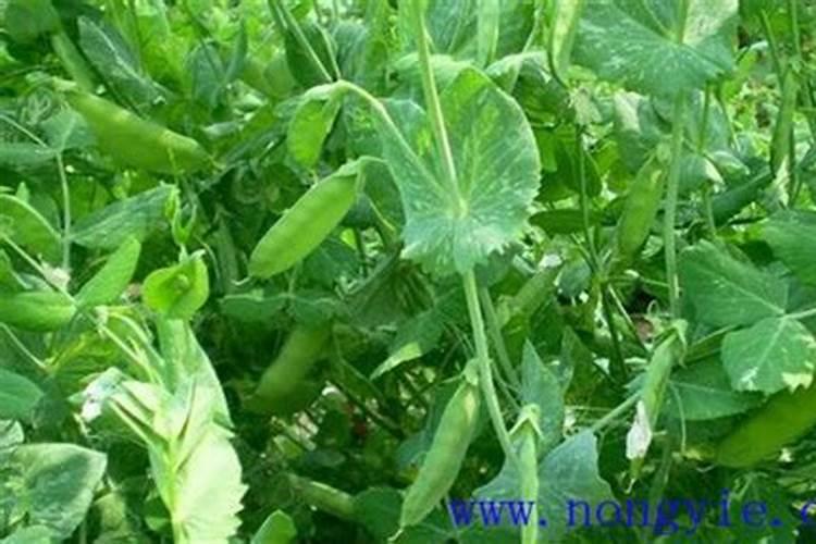 荷兰豆喜欢什么肥料