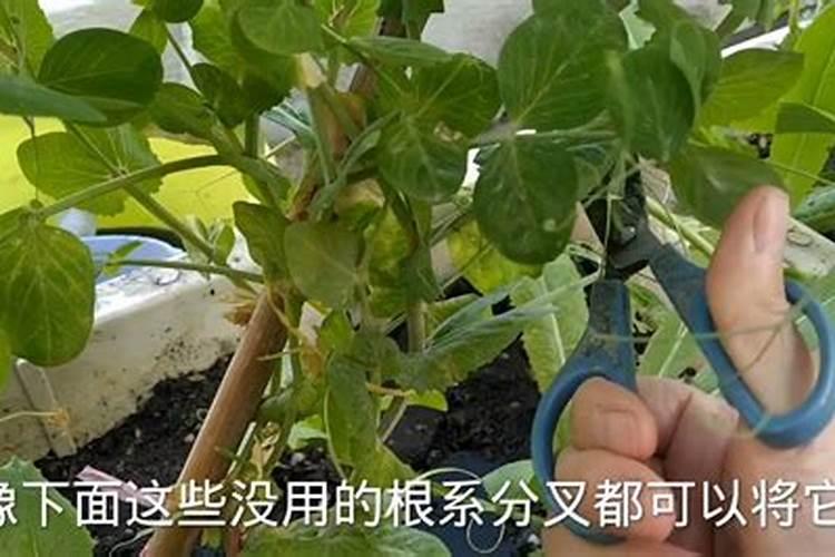 荷兰豆怎么施肥 施什么肥好