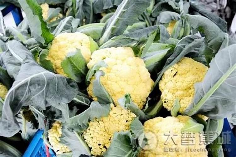 蝴蝶兰由萌发花芽至开花要多长时间