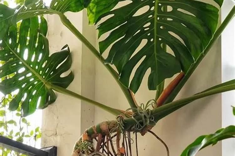 油菜苗可以喷叶面肥吗