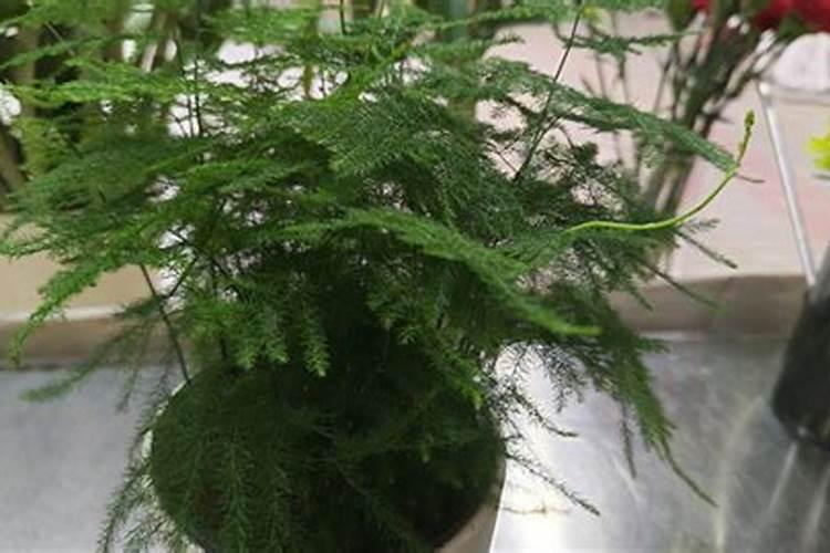 什么是磷肥 天然的磷钾肥有哪些