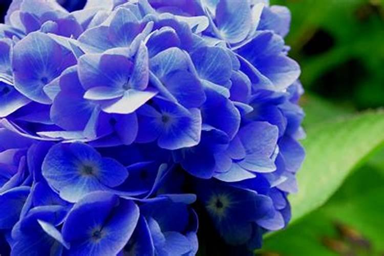 什么花用中微量元素肥