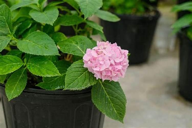 什么花用中微量元素肥