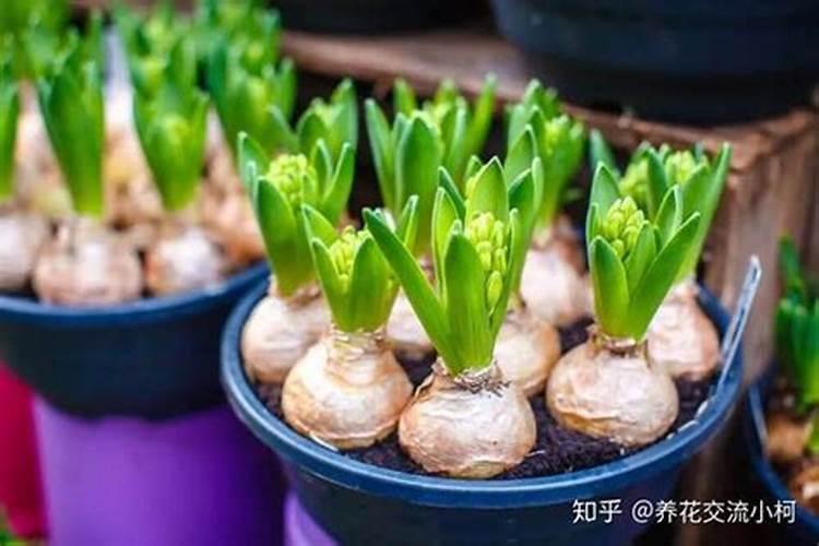 多效唑适合在柑橘生长的什么阶段去打？