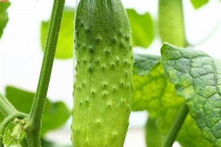 康朴中国益康姆三个15复合肥质量怎么样