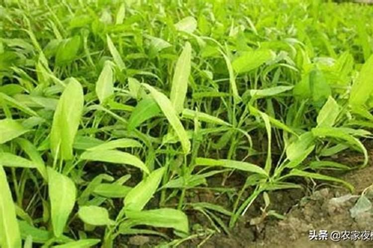 氮肥为主的有机肥是什么肥料