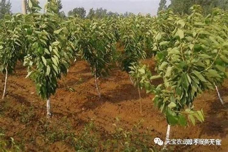 樱桃树种植施肥浇水有技巧 栽樱桃树时施什么肥好