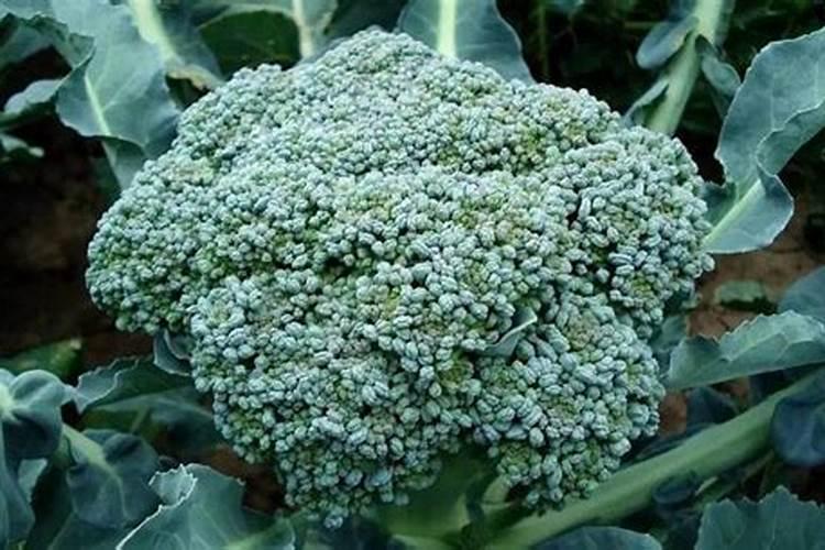 西兰花追肥用什么肥料好