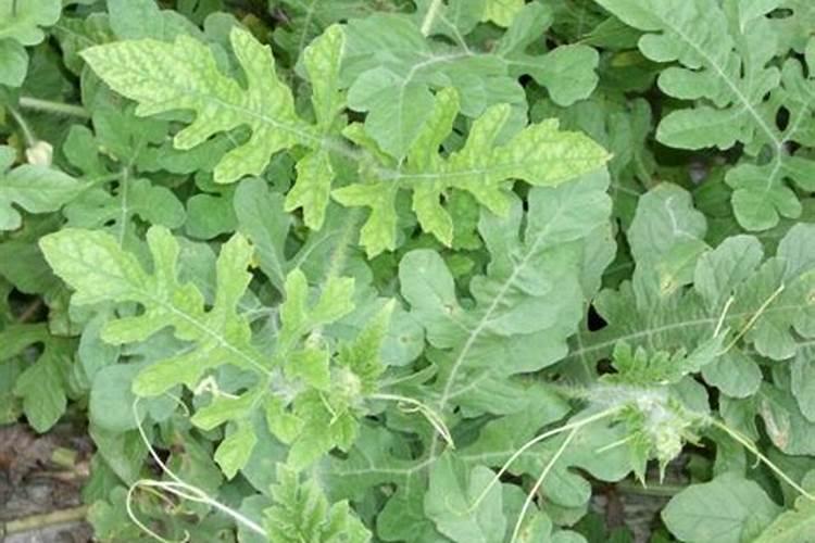 西瓜苗期用什么肥料