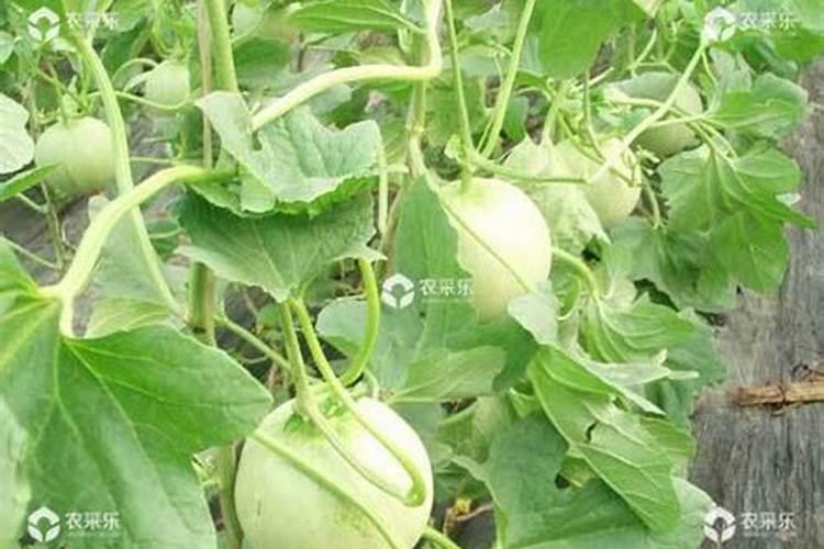 说说弟子规分为哪几个部分