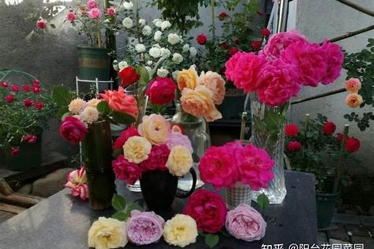 玫瑰花怎么施肥,玫瑰花施氮磷钾肥最为合适