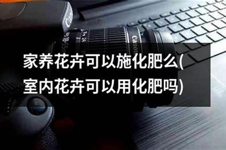 玫瑰花种植技术与管理: 种植玫瑰花需要注意什么？