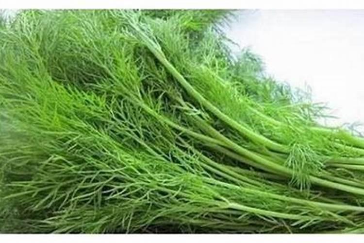 桔子树用什么肥料最好