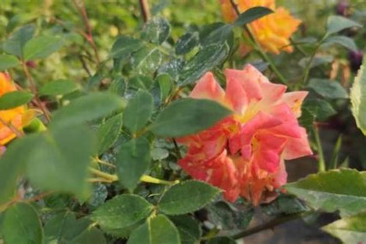 月季花的养殖方法和注意事项