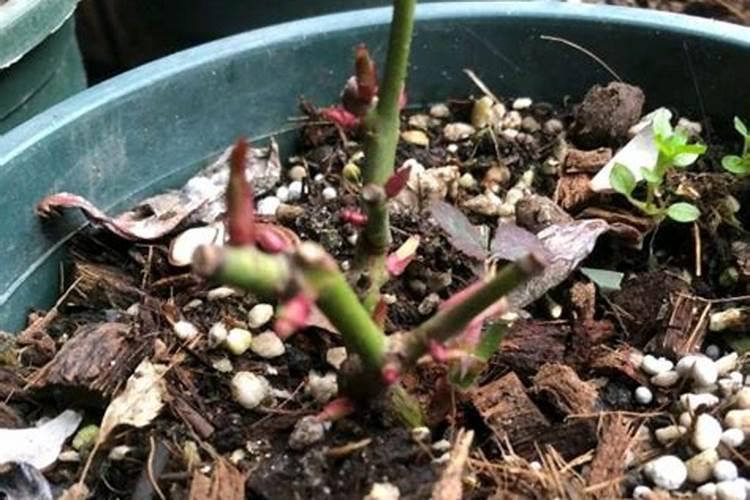 月季出新芽了,大家帮忙看看能晒太阳和施肥了吗