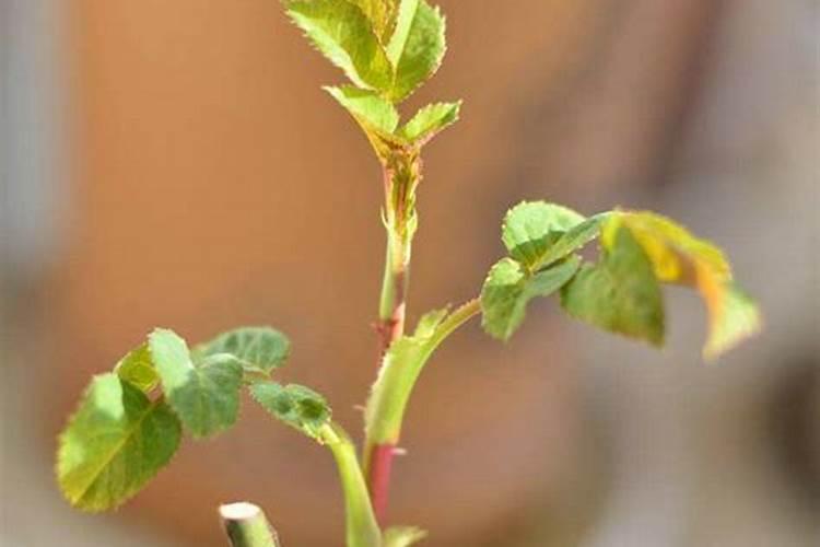 月季发芽后可以施肥吗