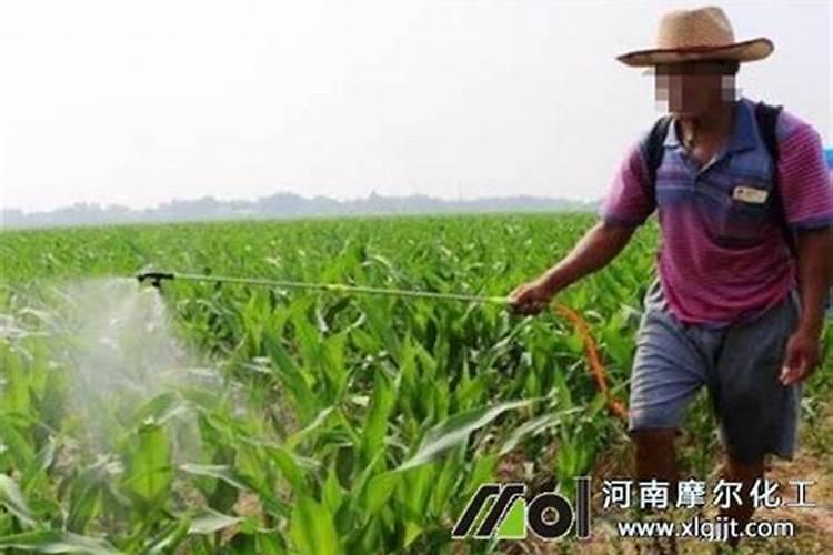 水溶肥怎么施用效果更好