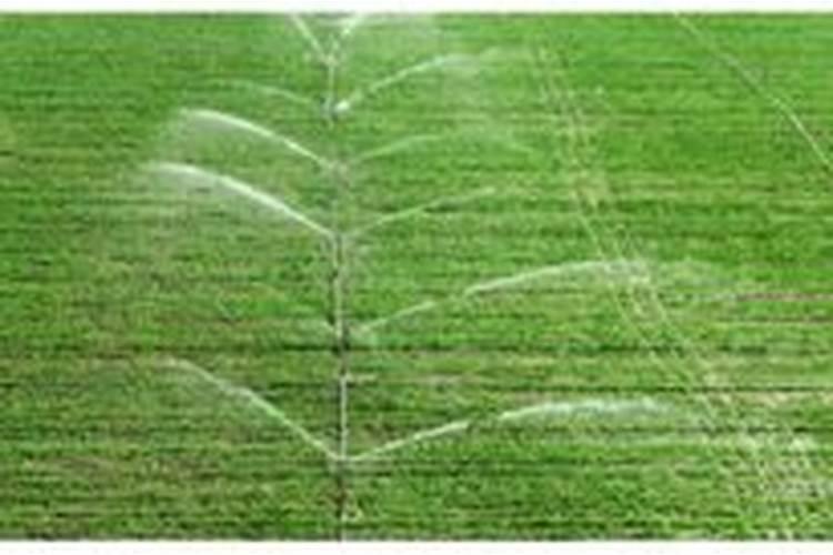 西瓜挂果后施什么肥,挂果后怎么浇水