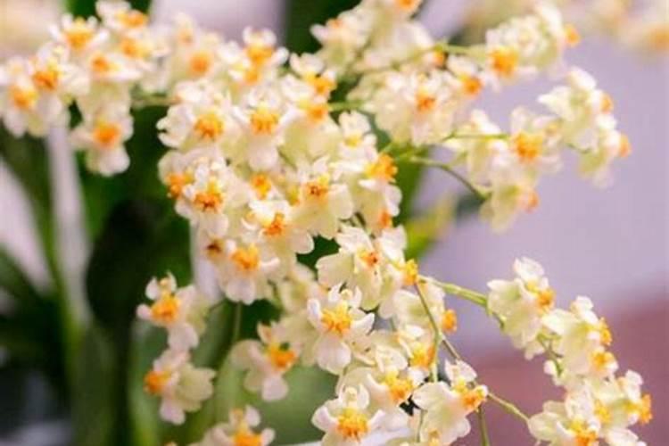 红薯施什么肥产量高