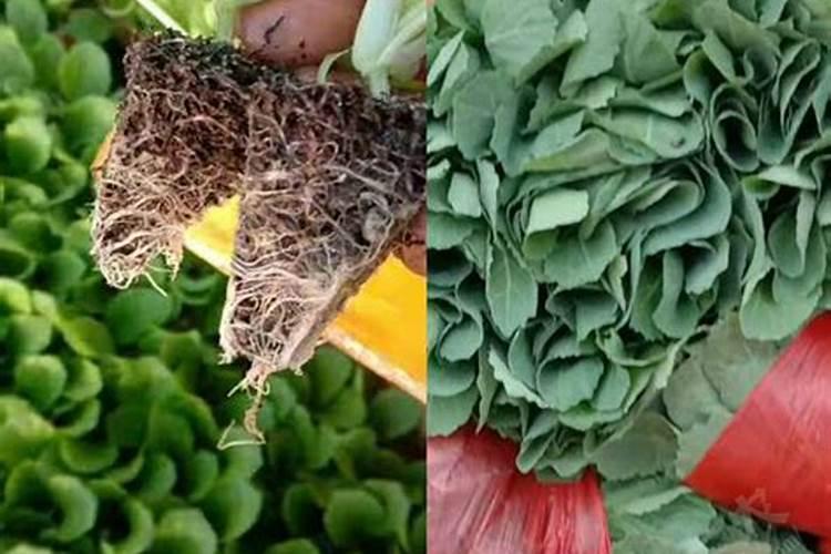 养兰花用什么植料