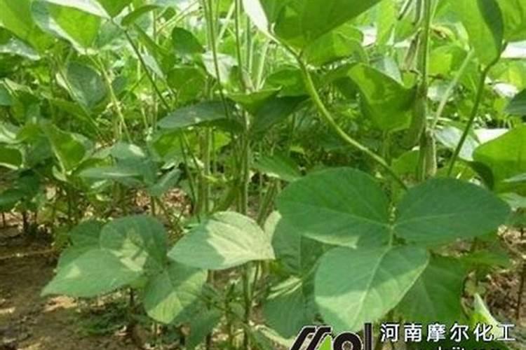 给植物浇钙片的方法是什么呢？