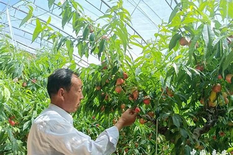 果园里的桃子出现大面积裂果,这究竟是什么原因造成的？