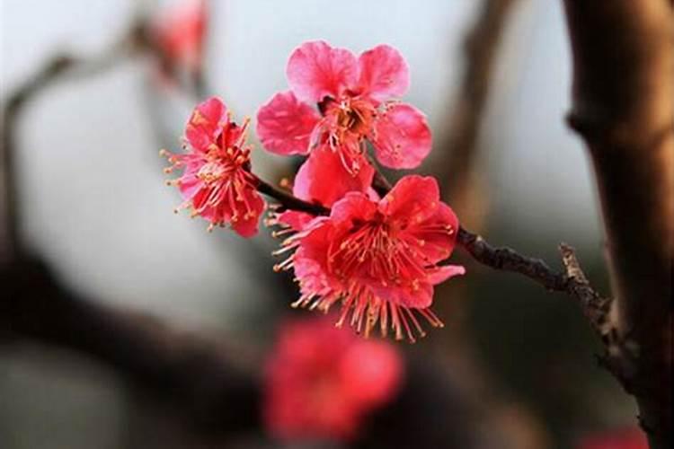 氮磷钾复合肥适合什么花 氮磷钾复合肥使用方法