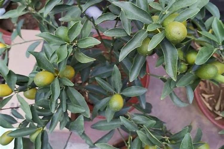 大豆开花期能打杀虫药吗