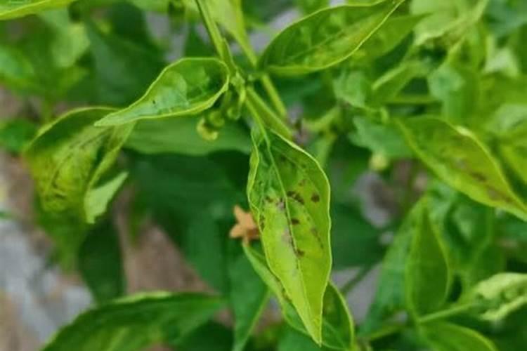 花生幼苗需要喷施鱼蛋白吗？