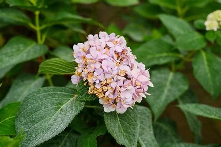 绣球花修剪后施什么肥