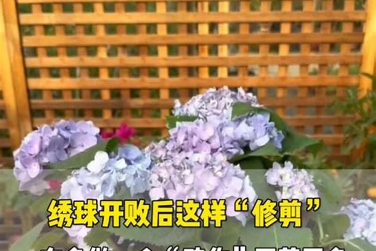 绣球花花谢后如何修剪施肥