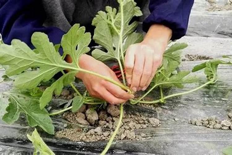 柑橘为何会出现大小年？如何解决柑橘大小年？