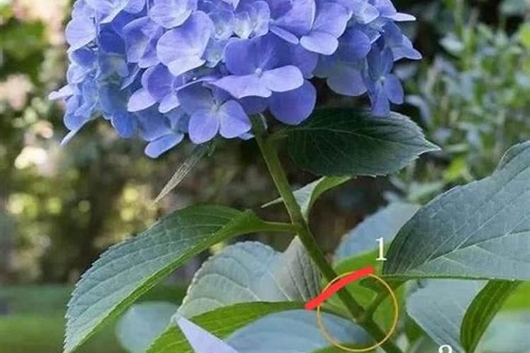 兰花叶尖经常干枯是什么原因？怎么办？