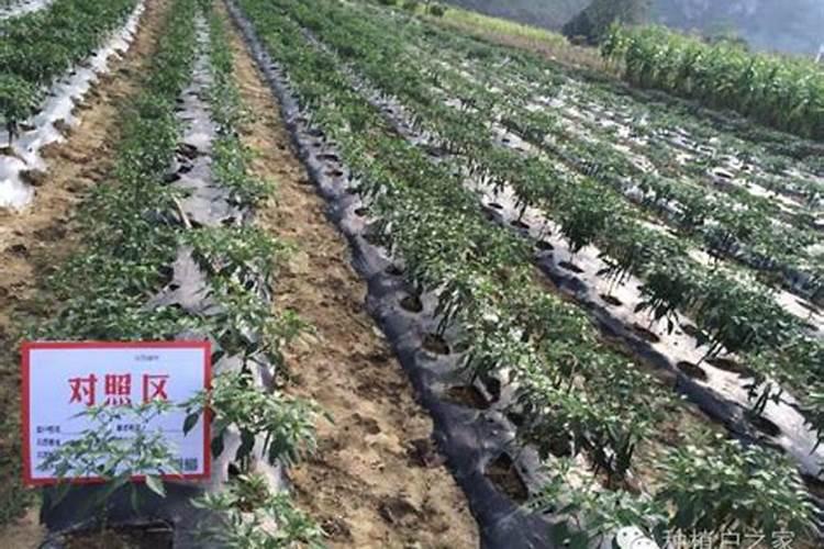 大米如何快速发酵