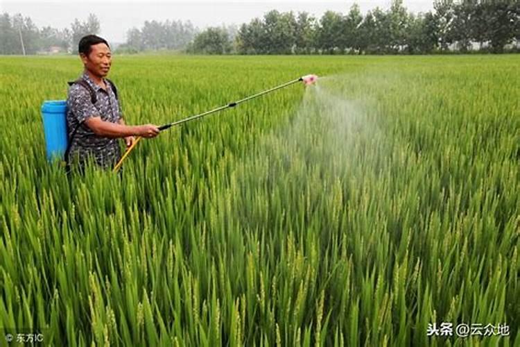 中量元素水溶肥可用于哪些植物