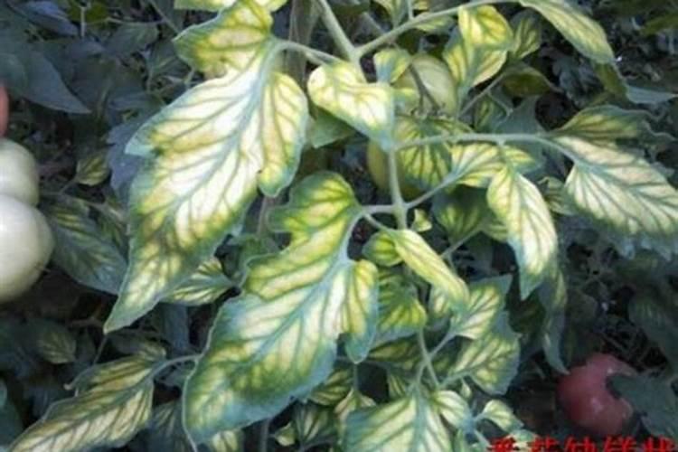 枣树缩果病什么药