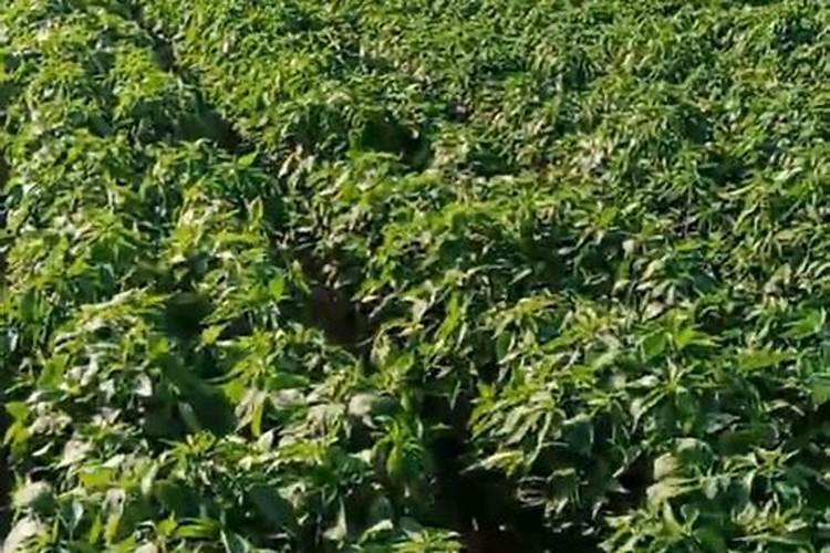 种花用的氮肥和钾肥各指什么？