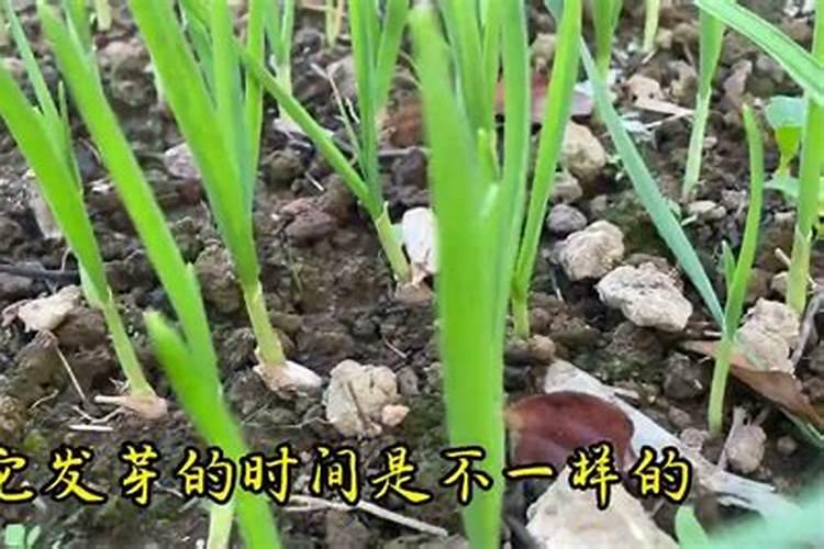 弱碱性土地上的玉米大喇叭口期追施什么肥料好？