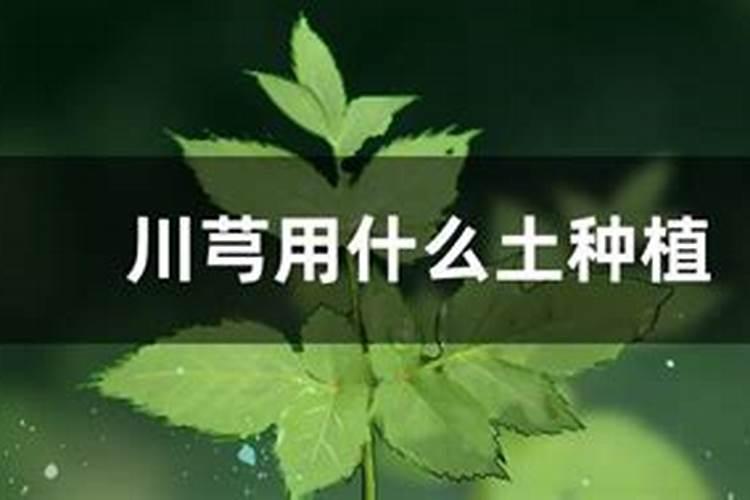 黄芪怎么除草,要用什么除草剂？黄芪在什么温度下除草最安全？