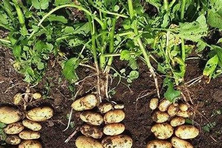 茶花施什么肥料最好 茶花施肥的正确方法